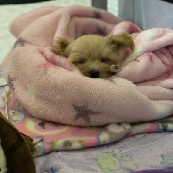 PRINCESS RAYNNE 💗💗💗 - Picture 15 of 17